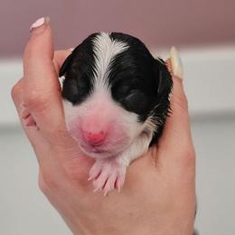 Girl 3 - Black and white female Border Collie puppy in Brooklyn Center, Minnesota from Inspire Performance Dogs
