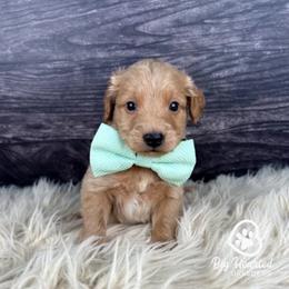 Rocket - Cream male Goldendoodle puppy in Utah County, Utah from Big Hearted Breeders