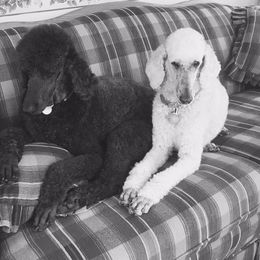 Poodle All Grown Up from Keri Standard and Miniature Poodles