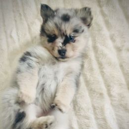 Quiche - Merle female Pomsky puppy in Greenville, South Carolina from Thicketty Mountain Pomskies