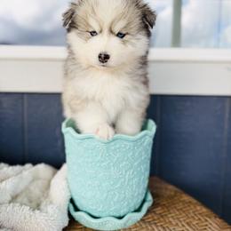 Ruvi - Silver and white male Pomsky puppy in Yavapai County, Arizona from Pawsh Pomskies
