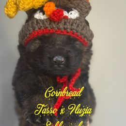 Cornbread (yellow collar) - Sable male German Shepherd puppy in Canterbury, Connecticut from Nachtwaechter German Shepherds, LLC