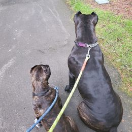 Cane Corso Puppies from King of Kings Cane Corso