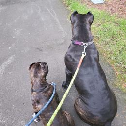 Cane Corso Puppies from King of Kings Cane Corso