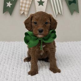 Yellow girl - Red female Cavapoo puppy in Waskom, Texas from Pearls & Curls doodles & poodles