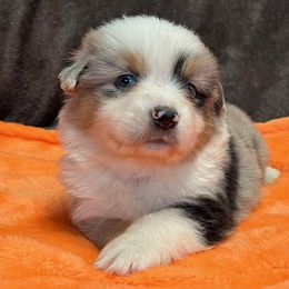 Prosper - Blue merle male Miniature American Shepherd puppy in Plant City, Florida from Osborne & Stormborn FL Kennels