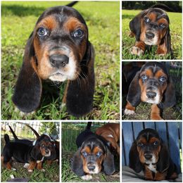 Girl 1 - Basset Hound puppy in Texas from Basset Hounds of Jacksboro, Tx