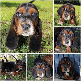 Girl 1 - Basset Hound puppy in Texas from Basset Hounds of Jacksboro, Tx