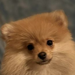 Pomeranians from Pomma Momma Pomeranians