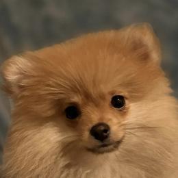 Pomeranians from Pomma Momma Pomeranians