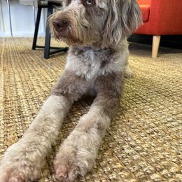 Aussiedoodle All Grown Up from Aspen Mountain Doodles LLC