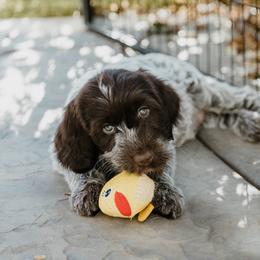 Wirehaired Pointing Griffon Puppies from Double Barrel Griffons