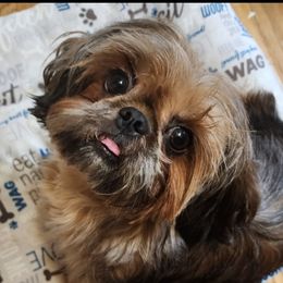 Chili - Shih Tzu