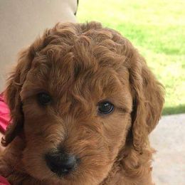 Goldendoodle Puppies from Nicole Christensen
