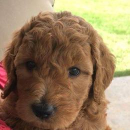 Goldendoodle Puppies from Nicole Christensen