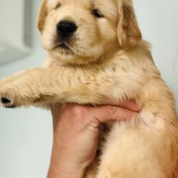 Fergie - Golden female Golden Retriever puppy in Saint Pauls, North Carolina from Copperfield’s Goldens