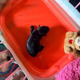 Raven - Black female Miniature Schnauzer puppy in Comanche, Texas from Circle R