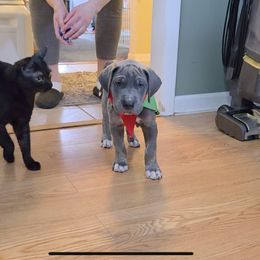 Peppermint Patty - Blue female Great Dane puppy in Rockford, Michigan from Apollo's Great Danes (AGD's)