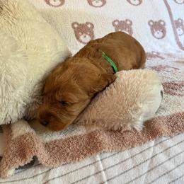 Tango Wool Moss - Caramel male Australian Labradoodle puppy in Otis, Massachusetts from Tango Wool Labradoodles