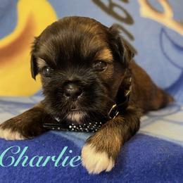 Charlie - Black and tan male Shih Tzu puppy in Hemet, California from Aloha Shih Tzu