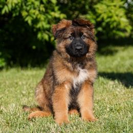Gold Ribbon - Sable male German Shepherd puppy in Howard City, Michigan from Sherman's Shepherds