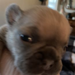 French Bulldog Puppies from Lucinda Jenkins