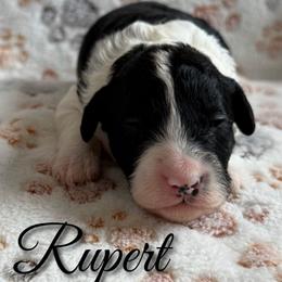 Boy 2 - Black and white male Sheepadoodle puppy in Saint Cloud, Florida from Rising Star Kennels