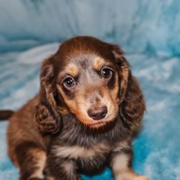 Parker - Blue and tan male Dachshund puppy in Coldwater, Mississippi from Mississippi Shorties Miniature Dachshunds