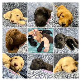 Goldendoodle and Poodle Puppies from SnickerDoodlePups