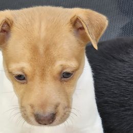 Boy 2 - Rat Terrier puppy in White City, Oregon from Walkabout Australian Kelpies and Rat Terriers