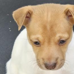Boy 2 - Rat Terrier puppy in White City, Oregon from Walkabout Australian Kelpies and Rat Terriers