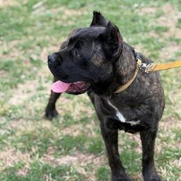 Carla - Chestnut brindle female Cane Corso puppy in Big Stone Gap, Virginia from Montanaro Cane Corsos