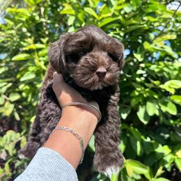 Boy 3 - Liver male Miniature Schnauzer puppy in Santa Ana, California from Thehood_weenies