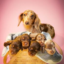 Dachshund and French Bulldog Puppies from Slinky Doxie 305