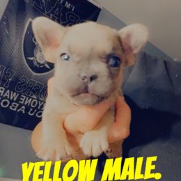 Yellow - Fawn and white male French Bulldog puppy in Reno, Nevada from Silver State Bulldogs