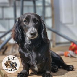 Winter - Dachshund