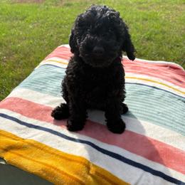 Pink-Mini - Black female Goldendoodle puppy in Millville, New Jersey from Michelle's Doodles