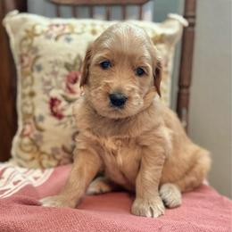 Bashful-Yellow - Apricot male Goldendoodle puppy in Bay City, Texas from Charming Doods Goldendoodles