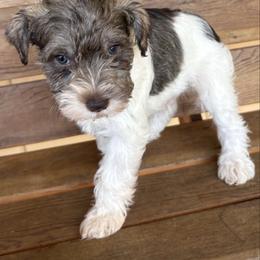 Boy 2 - Parti male Miniature Schnauzer puppy in Dunlap, Tennessee from Beards of Glory