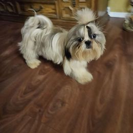 Raiden - Shih Tzu