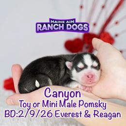Canyon - Black and white male Pomsky puppy in Humeston, Iowa from M.A.R. Dogs