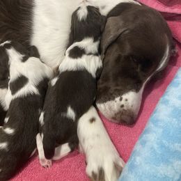 English Springer Spaniel Puppies from Epoch English Springer Spaniels