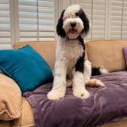 Evelyn - Black and white female Sheepadoodle puppy in Weatherford, Texas from Oodles of poodles and doodles