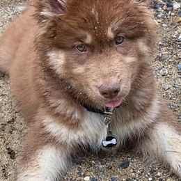 Pomsky and Siberian Husky Puppies from Kristie’s Husky Haven