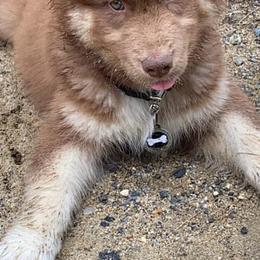 Pomsky and Siberian Husky Puppies from Kristie’s Husky Haven