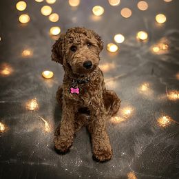 Ginger - Goldendoodle