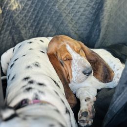 Basset Hound and Dalmatian Puppies from Lazy B Bassets and Dalmatians
