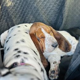 Basset Hound and Dalmatian Puppies from Lazy B Bassets and Dalmatians