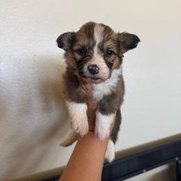 Chalk - White and red male Pembroke Welsh Corgi puppy in Red Bluff, California from Wilder Ranch Corgis