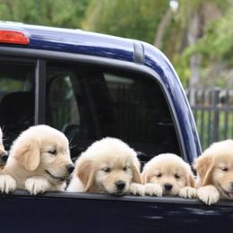 Golden Retrievers from GoldRox Goldens